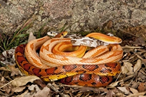Multi Color Phase Corn Snakes, Elaphe guttata, Native to Eastern US Multi Color Phase Corn Snakes, Elaphe guttata, Native to Eastern US
