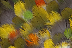 Multi-colored breast feather design from different Parrots Multi-colored breast feather design from different Parrots