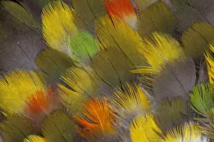 Macro Nature Images Prints: Multi-colored breast feather design from different Parrots