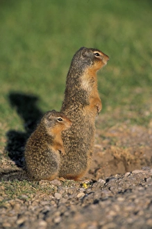 NA, Canada, Jasper NP Columbian ground squirrels; baby and mother watch for danger NA, Canada, Jasper NP Columbian ground squirrels; baby and mother watch for danger
