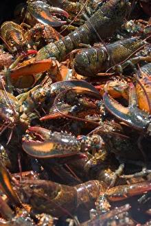 NA, Canada, Prince Edward Island. Lobsters in pot NA, Canada, Prince Edward Island. Lobsters in pot