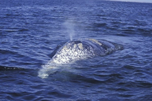 NA, Mexico, Baja, San Ignacio Bay. Gray whale back and blow hole NA, Mexico, Baja, San Ignacio Bay. Gray whale back and blow hole