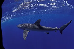 NA, Mexico, Socorro Islands Silky shark (Carcarhinus falciformis) NA, Mexico, Socorro Islands Silky shark (Carcarhinus falciformis)