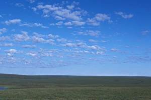 NA, USA, Alaska, ANWR, North Slope of the Brooks Range, Arctic Coastal Plain, verdant NA, USA, Alaska, ANWR, North Slope of the Brooks Range, Arctic Coastal Plain, verdant