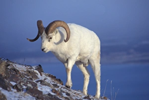 NA, USA, Alaska, A Dall sheep ram (Ovis dalli) walks up a mountain slope during the NA, USA, Alaska, A Dall sheep ram (Ovis dalli) walks up a mountain slope during the