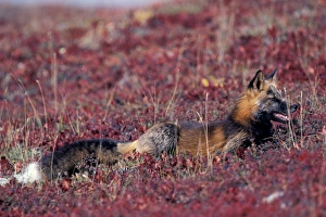 NA, USA, Alaska, Denali NP, Cross fox in bearberries NA, USA, Alaska, Denali NP, Cross fox in bearberries