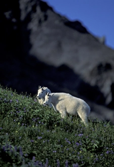 NA, USA, Alaska. Kenai Fjords National Park. Alaskan Mountain Goats in wildflowers NA, USA, Alaska. Kenai Fjords National Park. Alaskan Mountain Goats in wildflowers