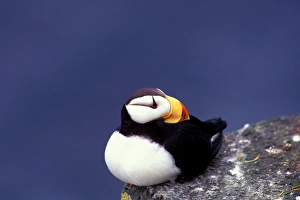 NA, USA, Alaska, Pribilof Islands, Horned puffin (Fratercula corniculata) NA, USA, Alaska, Pribilof Islands, Horned puffin (Fratercula corniculata)