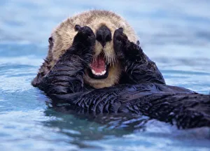 NA, USA, Alaska. Sea otters are the largest members of the weasel family in North America NA, USA, Alaska. Sea otters are the largest members of the weasel family in North America