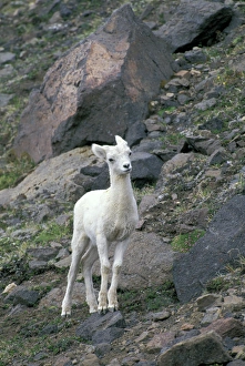 NA, USA, Alaska, Wrangel-Saint Elias National Park. Dall Sheep on the mountainside NA, USA, Alaska, Wrangel-Saint Elias National Park. Dall Sheep on the mountainside