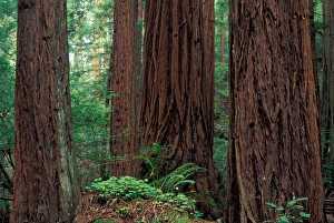 NA, USA, California, Marin County, Muir Woods National Monument, Coast Redwoods NA, USA, California, Marin County, Muir Woods National Monument, Coast Redwoods