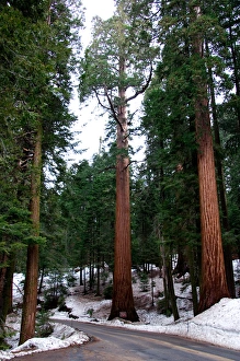 NA, USA, California, Seuqoia National Park. Giant redwood trees NA, USA, California, Seuqoia National Park. Giant redwood trees