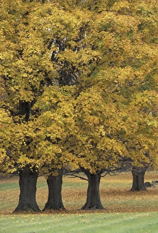 NA, USA, Central Kentucky Maple trees in autumn NA, USA, Central Kentucky Maple trees in autumn