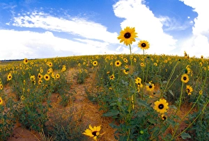 Na, USA, Colorado, Sunflowers, Wild Sunflowers Na, USA, Colorado, Sunflowers, Wild Sunflowers