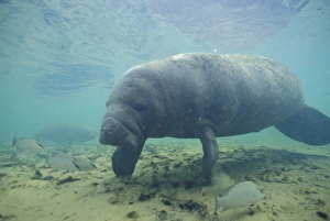 NA, USA, Florida, Homossassa Manatee, endangered species NA, USA, Florida, Homossassa Manatee, endangered species