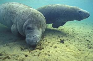 NA, USA, Florida, Homossassa Manatees, endangered species NA, USA, Florida, Homossassa Manatees, endangered species