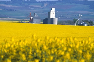 Na, USA, ID, Grangeville, Silo in Field of Canola Crop Na, USA, ID, Grangeville, Silo in Field of Canola Crop