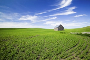 NA, USA, Idaho, Spring Lentil Crop and old Barn with wispy clouds NA, USA, Idaho, Spring Lentil Crop and old Barn with wispy clouds