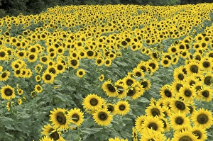 NA, USA, Kentucky, Frankfort Field of sunflowers NA, USA, Kentucky, Frankfort Field of sunflowers