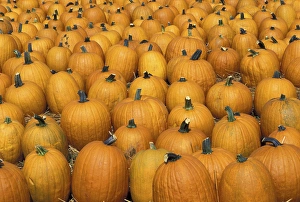 NA, USA, Kentucky, Louisville Harvested pumpkins NA, USA, Kentucky, Louisville Harvested pumpkins