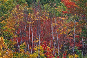 NA, USA, Maine. Aspens in Acadia National Park NA, USA, Maine. Aspens in Acadia National Park