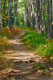 NA, USA, Maine. Jessup trail in Acadia National Park NA, USA, Maine. Jessup trail in Acadia National Park