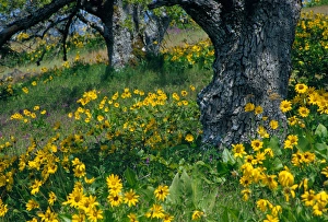 NA, USA, Oregon. Arrowleaf balsamroot and oak trees NA, USA, Oregon. Arrowleaf balsamroot and oak trees
