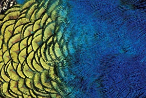 NA, USA, Oregon, Ashland Peacock feather pattern NA, USA, Oregon, Ashland Peacock feather pattern