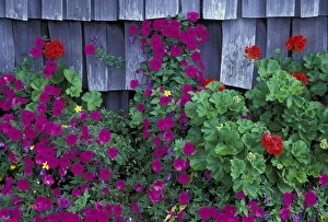 NA, USA, Oregon, Canon Beach Purple wave petunia and shack siding NA, USA, Oregon, Canon Beach Purple wave petunia and shack siding