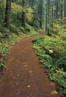 NA, USA, Oregon, Columbia Gorge Path along Eagle Creek NA, USA, Oregon, Columbia Gorge Path along Eagle Creek