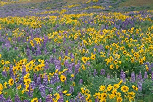 NA, USA, Oregon. Field of arrowleaf balsamroot and lupine NA, USA, Oregon. Field of arrowleaf balsamroot and lupine