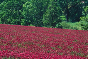 NA, USA, Oregon. Field of crimson clover near Wilsonville NA, USA, Oregon. Field of crimson clover near Wilsonville