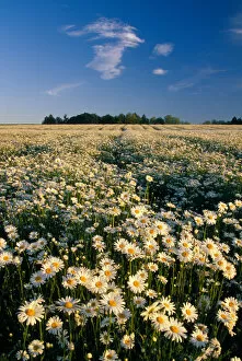 Images Dated 24th May 2005: NA, USA, Oregon. Field of daisies in evening light