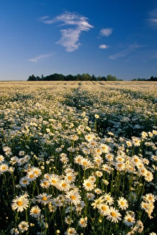 NA, USA, Oregon. Field of daisies in evening light NA, USA, Oregon. Field of daisies in evening light