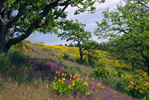 NA, USA, Oregon. Hillside of arrowleaf balsamroot and purple vetch NA, USA, Oregon. Hillside of arrowleaf balsamroot and purple vetch