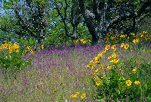 Images Dated 24th May 2005: NA, USA, Oregon. Hillside of arrowleaf balsamroot and purple vetch with oak trees