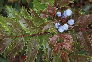 NA, USA, Oregon, Portland Organ grape and rain drops NA, USA, Oregon, Portland Organ grape and rain drops