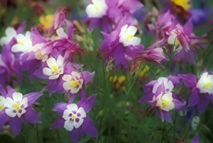 NA, USA, Oregon, Salem Columbine in- and out-of-focus in a garden NA, USA, Oregon, Salem Columbine in- and out-of-focus in a garden