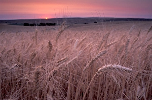 NA, USA, SE Washington, Walla Walla Valley, wheatfield NA, USA, SE Washington, Walla Walla Valley, wheatfield