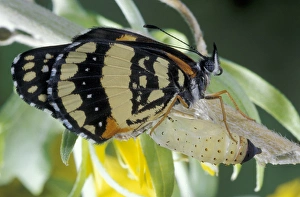 NA, USA, Texas, Brooks County Border patch butterfly (Chlosyne lacinia) on cowpen NA, USA, Texas, Brooks County Border patch butterfly (Chlosyne lacinia) on cowpen