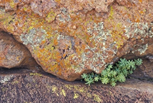 NA, USA, Texas, Hill Country Lichen-covered rock NA, USA, Texas, Hill Country Lichen-covered rock
