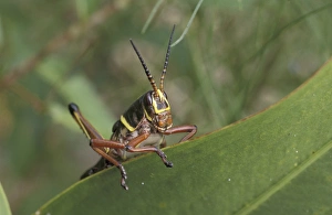 NA, USA, Texas, Rio Grande valley Rainbow grasshopper (Dactylotum bicolor) NA, USA, Texas, Rio Grande valley Rainbow grasshopper (Dactylotum bicolor)