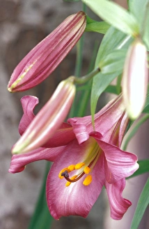 NA, USA, WA, KingCounty, Seattle, Trumpet Lily NA, USA, WA, KingCounty, Seattle, Trumpet Lily