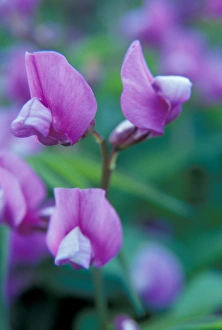 NA, USA, WA, Walla Walla County, SE Washington Garden, Sweet pea blossoms NA, USA, WA, Walla Walla County, SE Washington Garden, Sweet pea blossoms