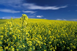 NA, USA, WA, Whitman County, Palouse region, mustard crop, NR NA, USA, WA, Whitman County, Palouse region, mustard crop, NR