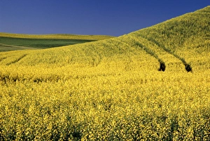 NA, USA, Washington, Canola Field with tracks NA, USA, Washington, Canola Field with tracks