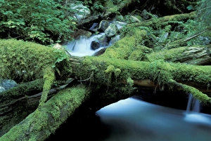 NA, USA, Washington Moss-covered logs and stream NA, USA, Washington Moss-covered logs and stream