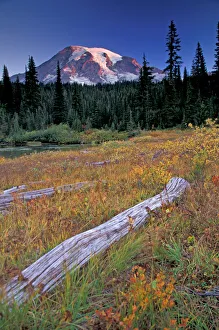 NA, USA, Washington, Mount Rainier NP, Refleced Lakes Area, meadow with logs NA, USA, Washington, Mount Rainier NP, Refleced Lakes Area, meadow with logs