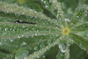 NA, USA, Washington, Olympic NP Dew on lupine leaf NA, USA, Washington, Olympic NP Dew on lupine leaf