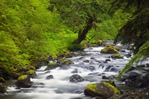 NA, USA, Washington, Oylmpic National Park, Sol Duc River running thru Spring geern NA, USA, Washington, Oylmpic National Park, Sol Duc River running thru Spring geern